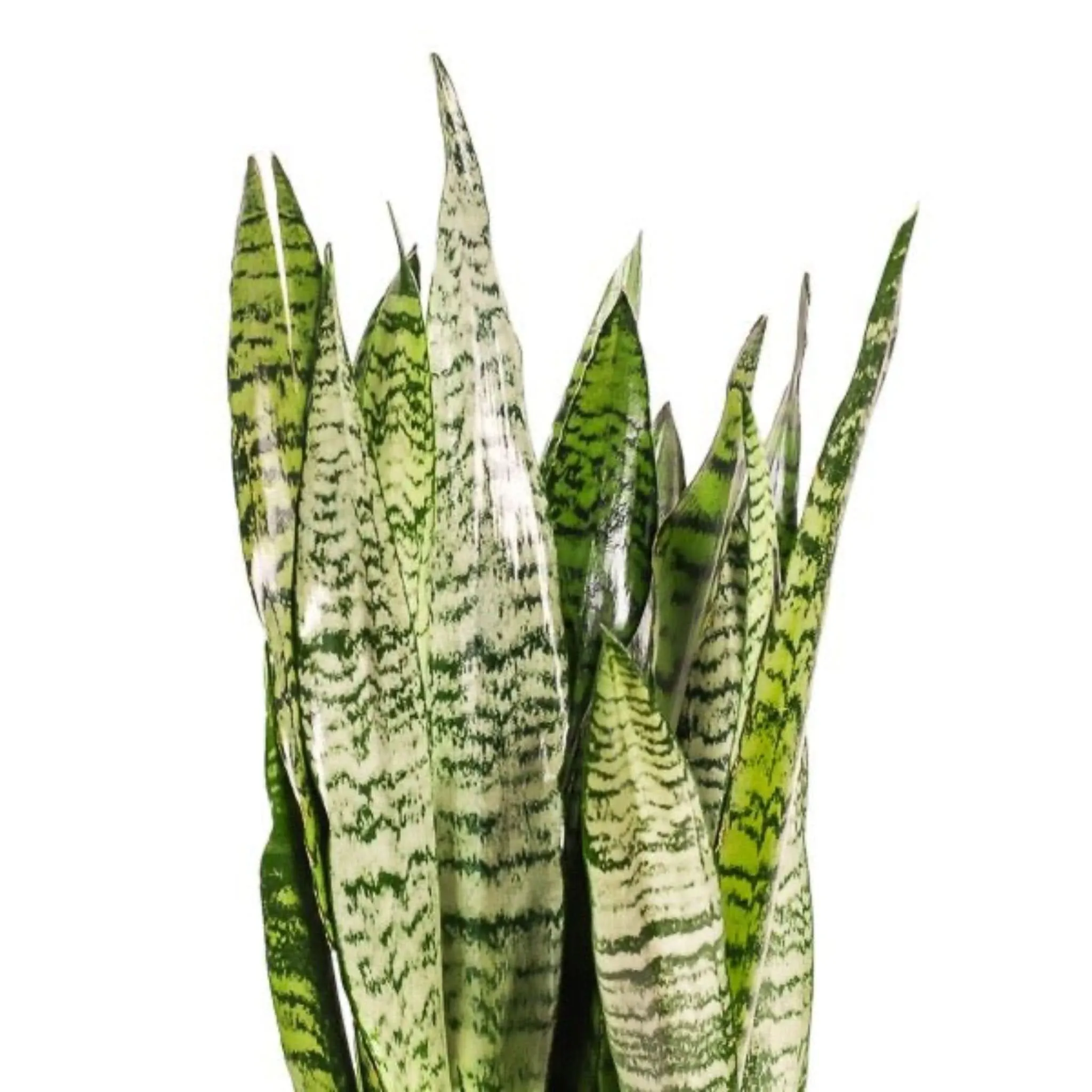 Large Gemstone Potted Snake Plant